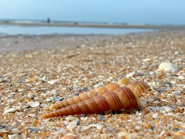 deniz kabuğu ve plaj jpg