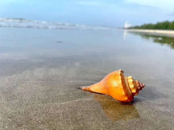 deniz kabuğu ve plaj jpg