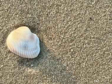 Sabahları kumlu sahilde deniz kabukları 