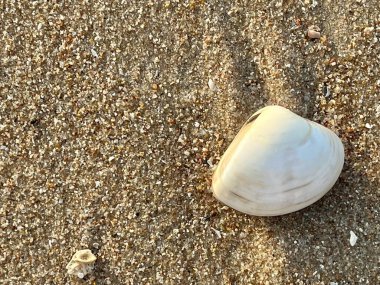 Sabahları kumlu sahilde deniz kabukları 