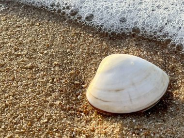 Sabahları kumlu sahilde deniz kabukları 
