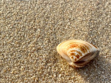 Sabahları kumlu sahilde deniz kabukları 