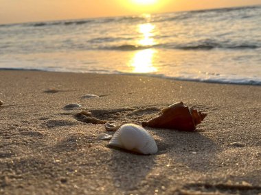 Sabahları kumlu sahilde deniz kabukları 