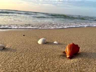 Sabahları kumlu sahilde deniz kabukları 