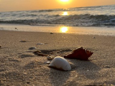 Sabahları kumlu sahilde deniz kabukları 