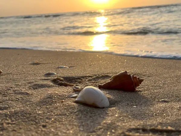 Sabahları kumlu sahilde deniz kabukları 