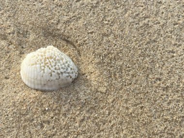 Kumsal arka planı, kabuklar, beyaz köpük dalgaları.
