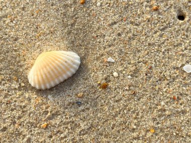 Kumsal arka planı, kabuklar, beyaz köpük dalgaları.