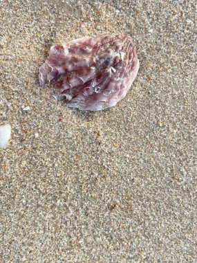 Kumsal arka planı, kabuklar, beyaz köpük dalgaları.
