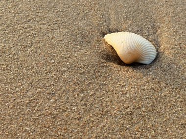 Kumsal arka planı, kabuklar, beyaz köpük dalgaları.
