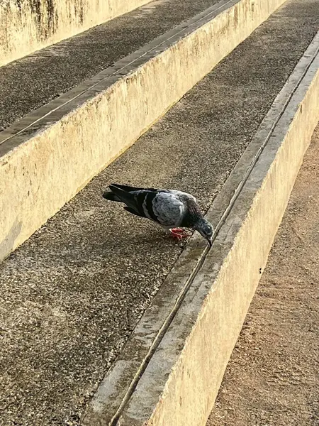 Tren yolundaki kuş.