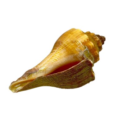  Beyaz arkaplanda deniz kabuğu-