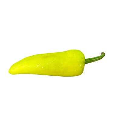 deniz kabuğu beyaz üzerine izole