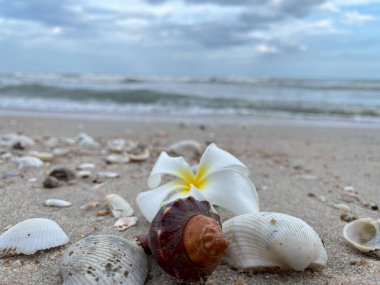 Kumsalda deniz kabukları