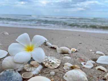 Kumsalda deniz kabukları