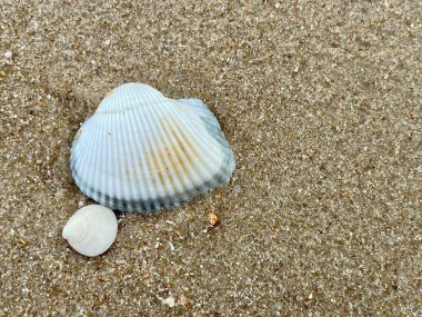Kumsalda deniz kabukları