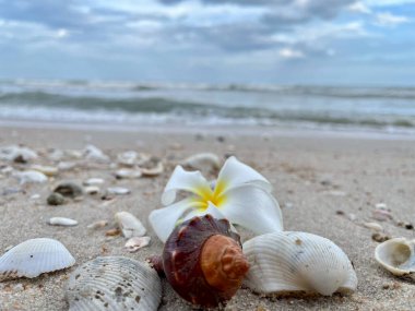 Kumsalda deniz kabukları