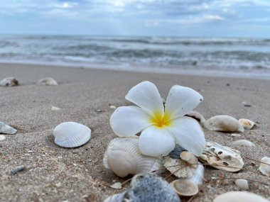 Kumsalda deniz kabukları