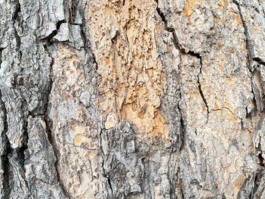 ağaç kabuğu dokusu arkaplanı 