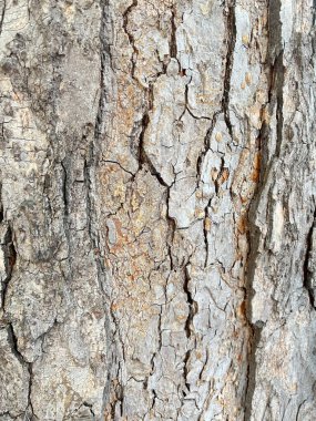 ağaç kabuğu dokusu arkaplanı 