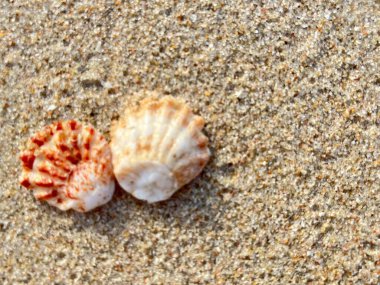  Kumsalda deniz kabukları