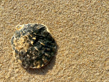  Kumsalda deniz kabukları