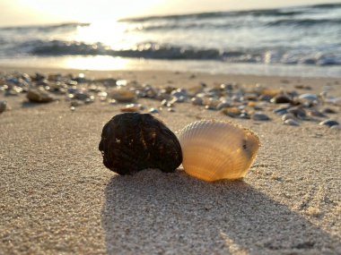  Kumsalda deniz kabukları