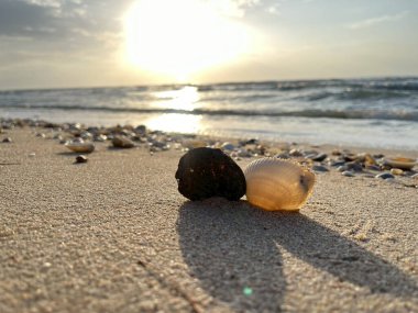  Kumsalda deniz kabukları