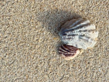  Kumsalda deniz kabukları