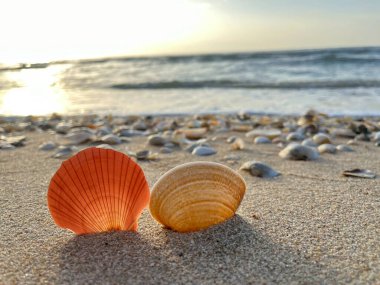  Kumsalda deniz kabukları