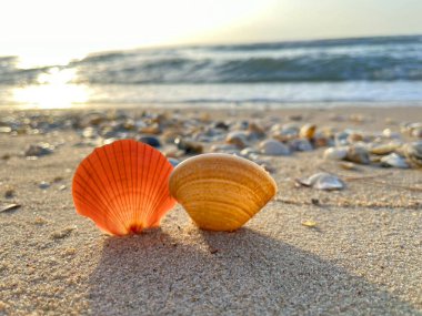  Kumsalda deniz kabukları