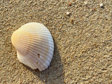  Kumsalda deniz kabukları