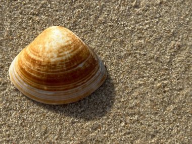  Kumsalda deniz kabukları