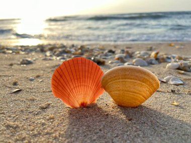 Kumsalda deniz kabukları-