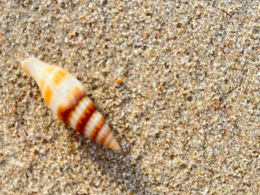 Kumsalda deniz kabukları-