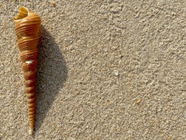 Kumsalda deniz kabukları-