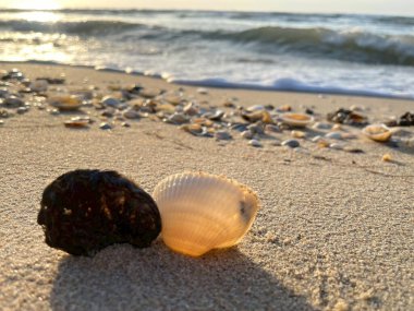 Kumsalda deniz kabukları-