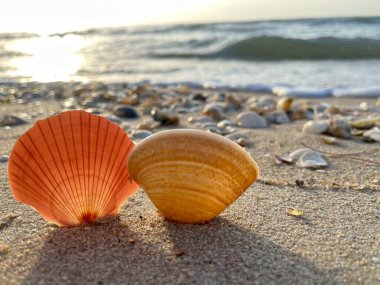 Kumsalda deniz kabukları-