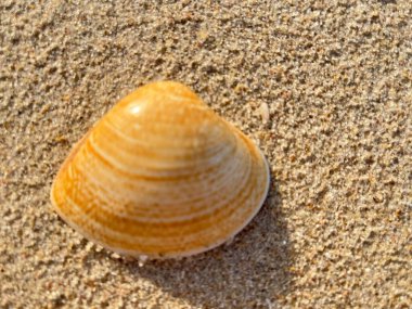 Kumsalda deniz kabukları-
