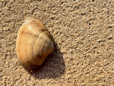 Kumsalda deniz kabukları-