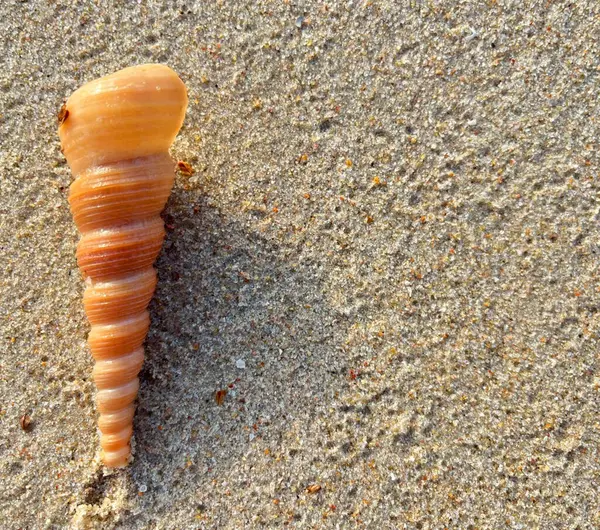 Kumsalda deniz kabukları-