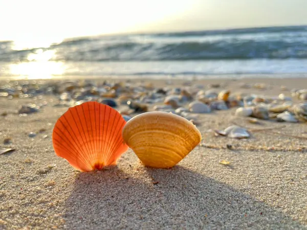 Kumsalda deniz kabukları-