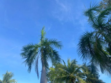 Palmiye ağacı ve mavi gökyüzü