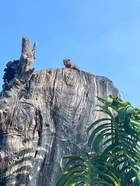 ağaç ve mavi gökyüzü