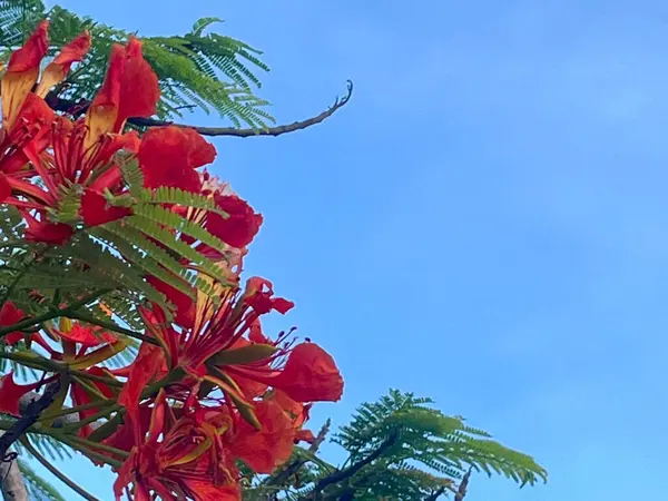 kırmızı çiçek ağacı ve mavi gökyüzü