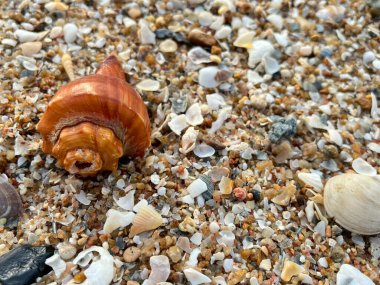 Sahilde deniz kabuğu
