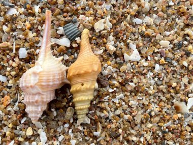 Sahilde deniz kabuğu