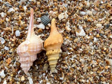 Sahilde deniz kabuğu