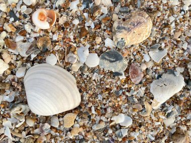 Sahilde deniz kabuğu