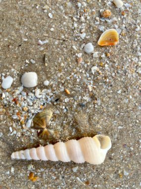 Sahilde deniz kabuğu